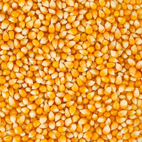Yellow Maize